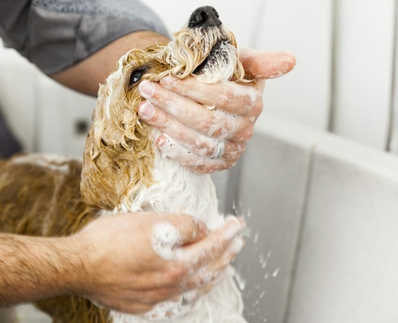 bathing a cute dog